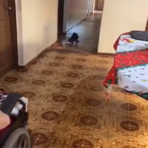 路障我來清！阿嬤輪椅要過貼心狗為她移地毯　網：超孝順