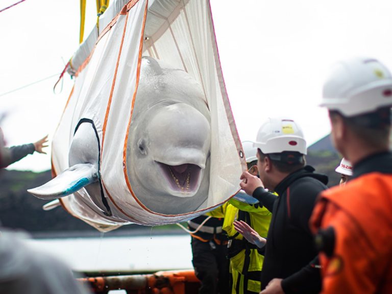 一對白鯨姊妹在水族館表演10年後，即將回歸大海時，被工作人員捕捉到面露笑容（圖／FB@SEA LIFE Trust Beluga Whale Sanctuary）