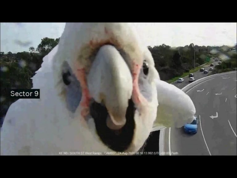 澳洲伯斯的高速公路監視器24日捕捉到一隻野生鸚鵡亂入，牠搖頭晃腦的可愛模樣讓許多網友瞬間被萌翻！（圖／Main Roads Western Australia） 