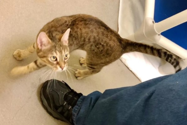 虎斑貓從排水溝獲救後　向男子使出「大絕招」：抱我回家！