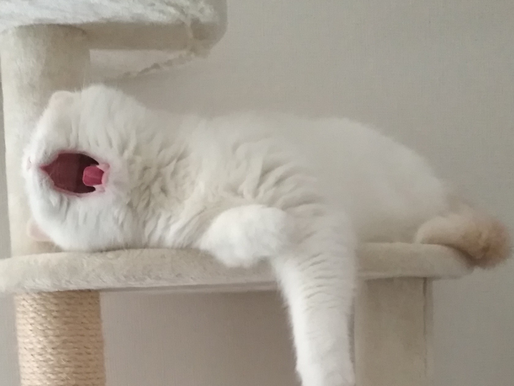 日本一位推主直擊貓咪的打哈欠模樣，卻意外感到恐怖！（圖／Twitter@fukuchanwhite）