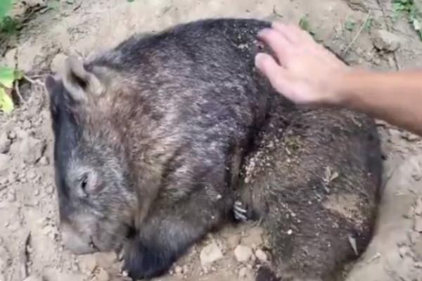 飼育員好心幫袋熊撥沙　牠竟堅持「蓋回來」：這我的被被！