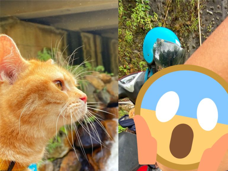 網友分享，在跟自己的愛貓環島，過程中發生意外，但愛貓的行為卻救了她一命。（圖／翻攝自《Dcard》）