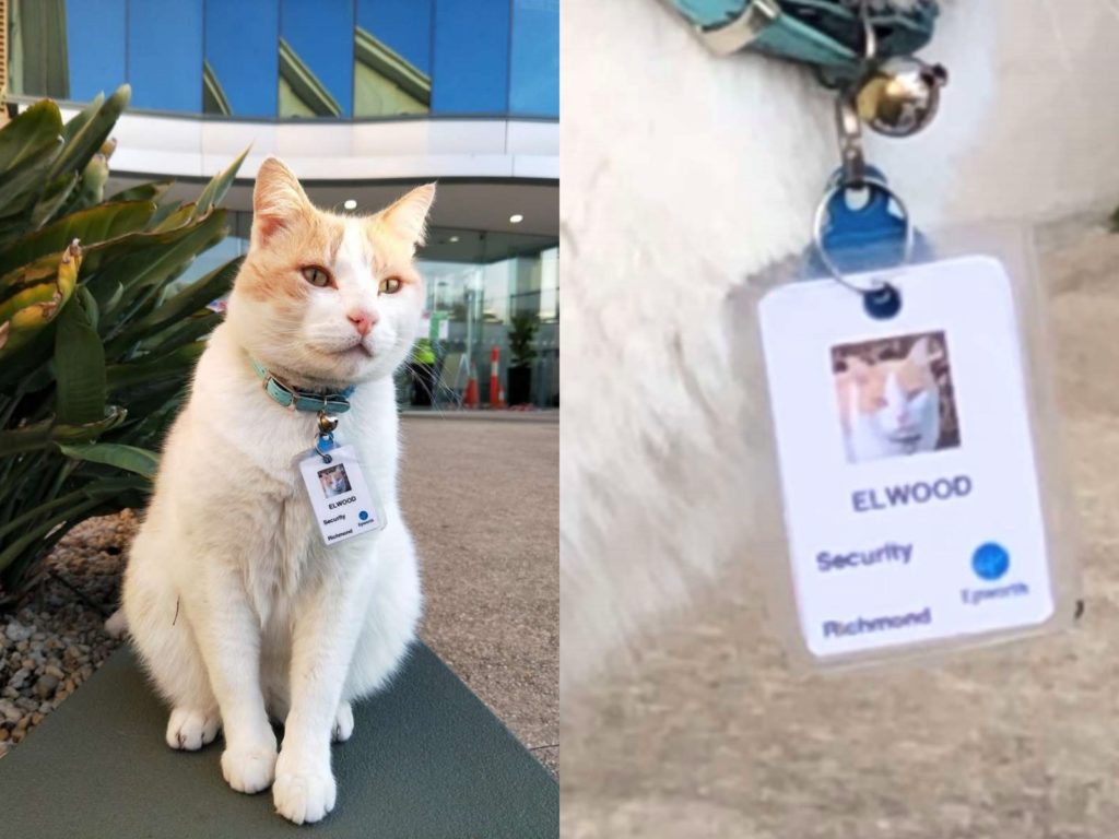 國外一名在醫院上班的女子尚特爾（Chantel Trollip）每天都會見到一隻橘白貓艾爾伍德（Elwood）在討拍賣萌，一天她發現艾爾伍德竟晉升安全部門正式員工。（圖／Esther Williams、Chantel Trollip） 