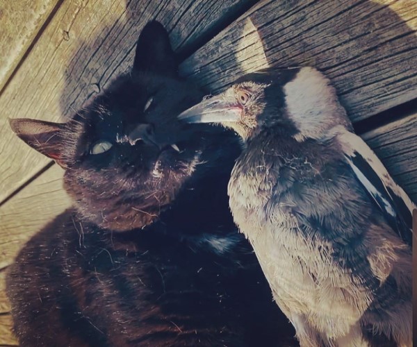 雕刻師救援鵲鳥寶寶　牠意外與黑貓變成超級好朋友！