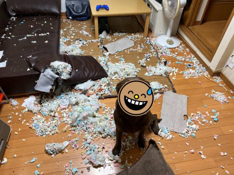 日本推主@zo73151第一次讓愛犬不關籠獨自在家，想試試看會怎樣，想不到一回家便看到狗狗得意地燦笑著，像是在炫耀自己的「傑作」。（圖／Twitter@zo73151） 