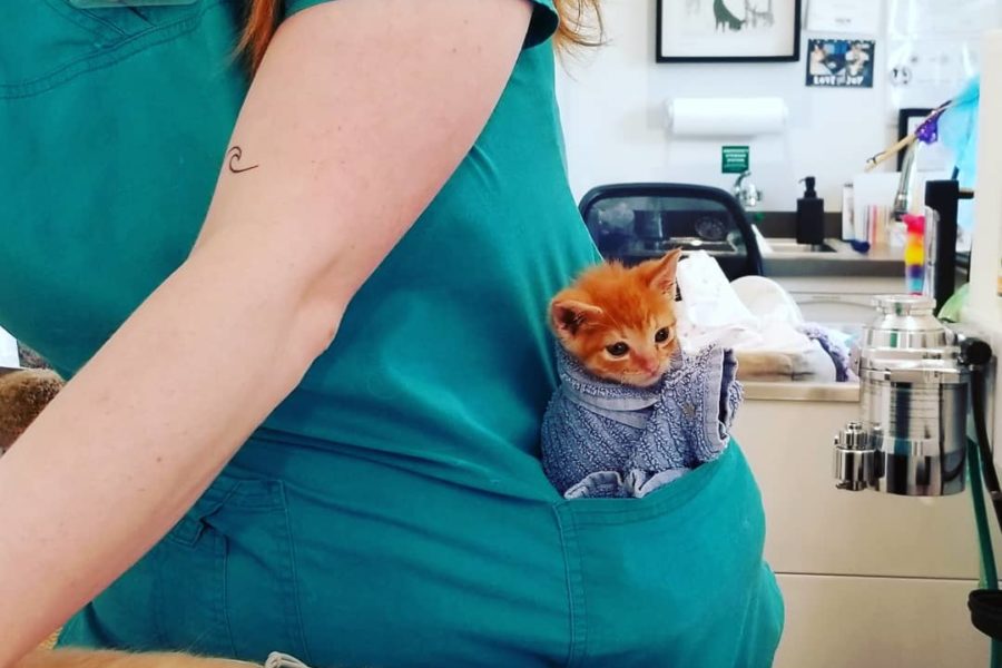 這隻小橘貓「夸克」雖然小腦發育不良、走路搖搖晃晃，卻不能阻止牠撒嬌討抱。（圖／IG@thecatlvt）