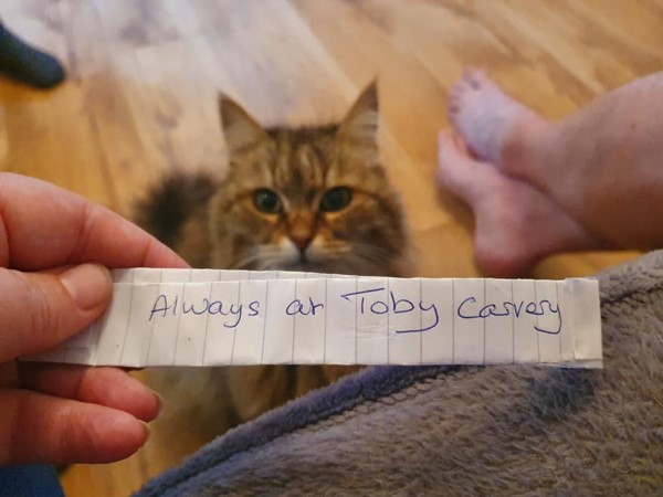 飼主發現貓咪項圈繫紙條　得知驚人內幕狂笑：真是吃貨！