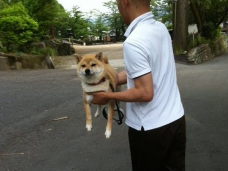 日本岐阜「千手院」的住持養了隻柴犬小千（せんちゃん），每次小千不願走路時就會瞬間石化，等著人家扛牠走。（圖／Twitter@senjuin1010） 
