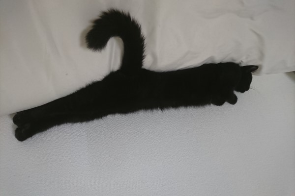 床上出現「間諜衣架」　超強偽裝貓出現了！