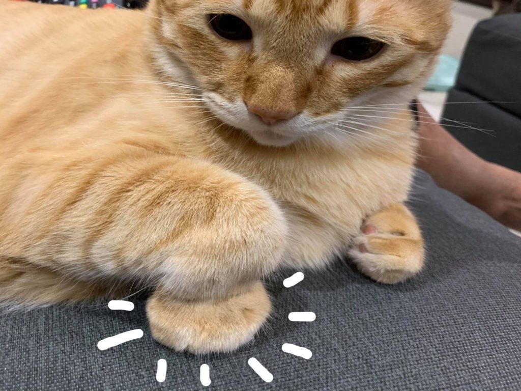 橘貓以奇妙姿勢折手手，讓奴才笑說是肉太多折不過去（圖／網友Casper Yeh授權提供）