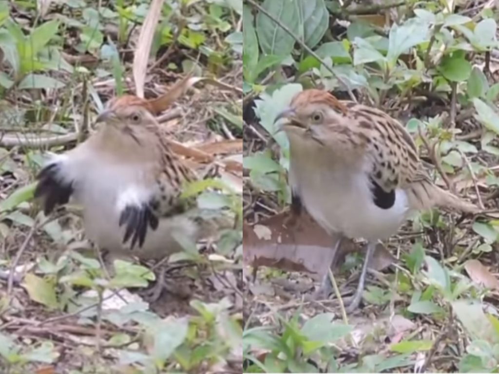 巴西一種名叫Saci的鳥類會舞動翅膀跳謎樣機械舞（圖／翻攝自FB@Terra da Gente）