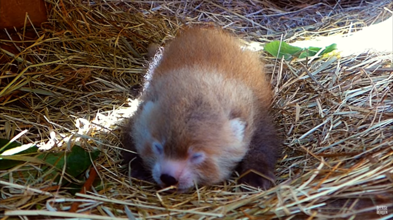 荷蘭動物園有隻可愛的小貓熊寶寶出生囉！（圖／翻攝自YouTube@Beekse Bergen）