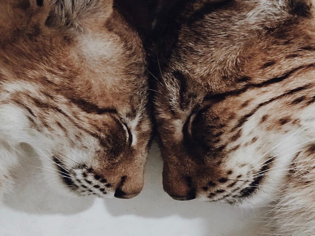 俄羅斯一對猞猁喜歡玩撞頭遊戲（圖／IG@lynx_and_husky）