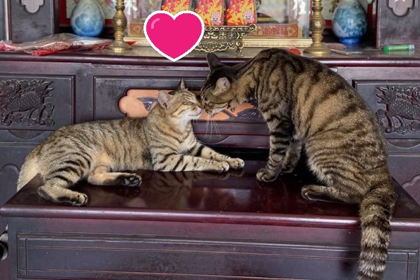 兩隻虎斑貓神桌上「曬恩愛」　媽笑：是要神明幫忙公證嗎？