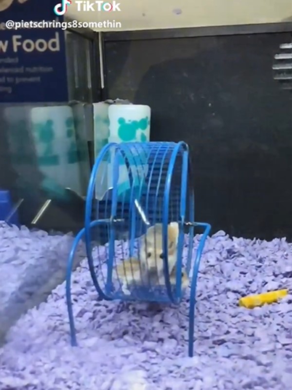 寵物鼠運動好認真　跑步又跨欄網驚：一隻練手一隻練腿？