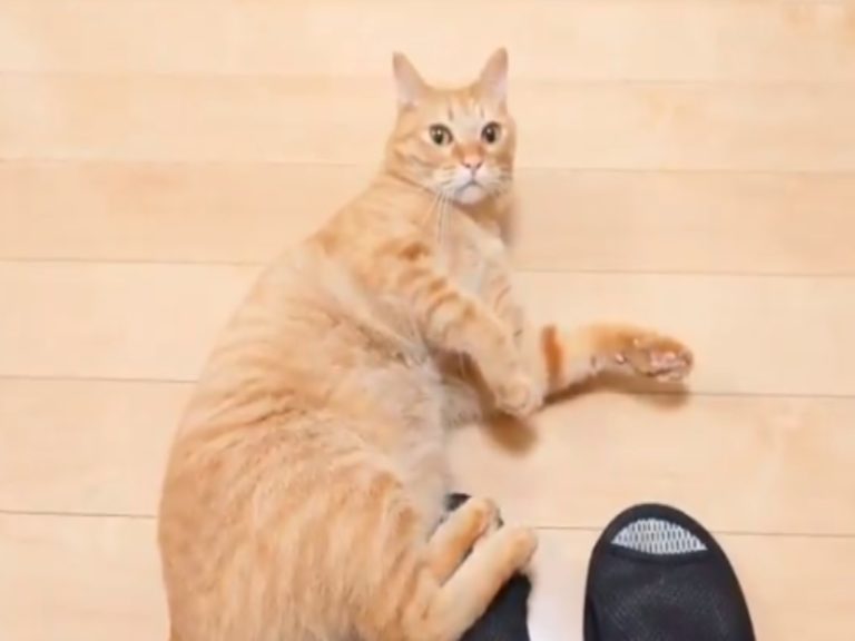 日本一隻橘貓日前上演「真滑壘假碰瓷」的討摸摸戲碼（圖／twitter@supacasupercar）