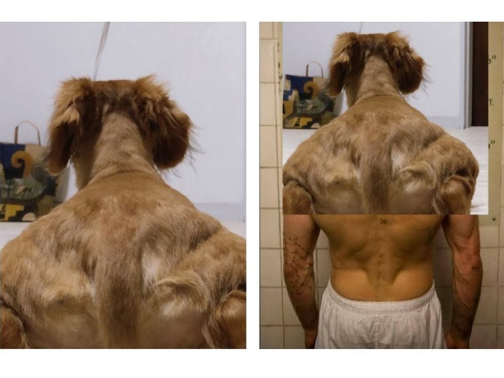 日本網友分享一張小狗的背影照，意外激發改圖大戰。（圖／翻攝自@Kazu_nekogasuki的推特）