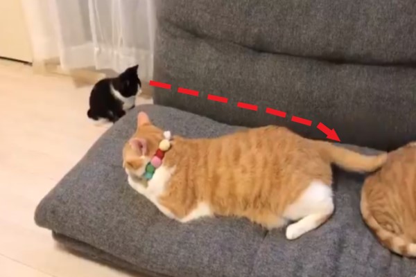 小賓士飛撲橘貓尾巴一個翻滾卡縫隙　 網笑：大貓故意的？