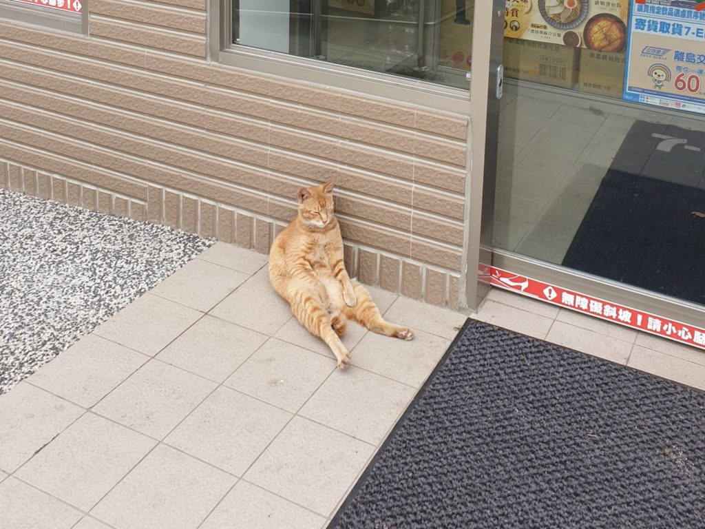 網友到便利商店買咖啡，在門口遇見一隻大叔貓一臉有心事的模樣（圖／網友Anita Lin授權提供）