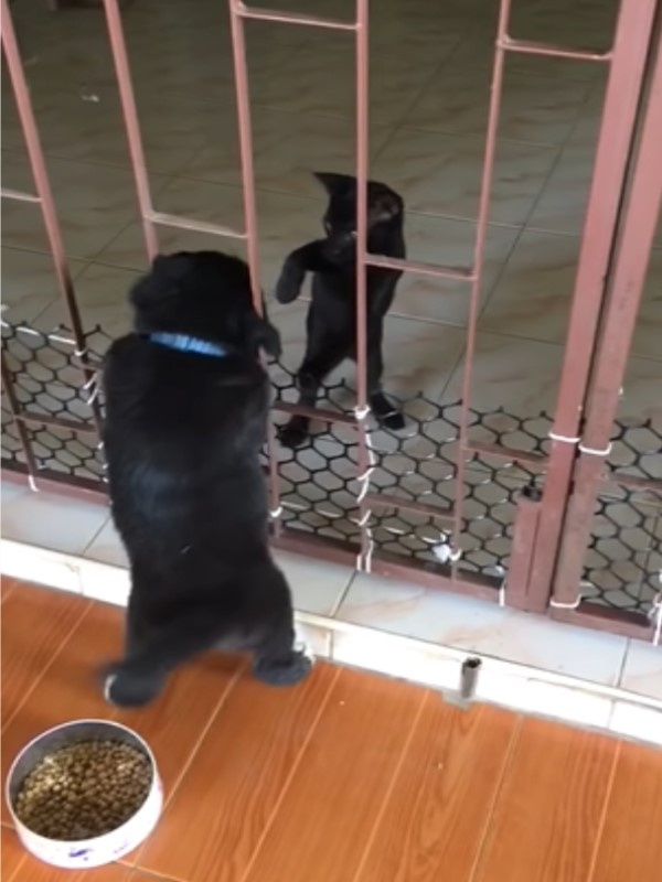 小黑狗卡欄杆過不去　黑貓同伴東摸西摸：我來幫你！
