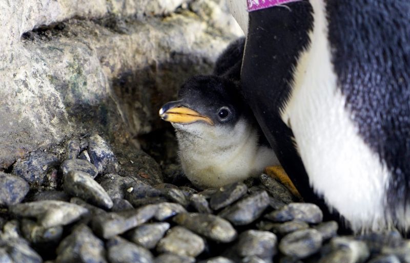 ▲西班牙瓦倫西亞水族館宣布，館內的一對雌性企鵝伴侶，順利孵蛋成功，喜迎自己的小寶寶。（圖／翻攝自《Oceanogràfic València》臉書）