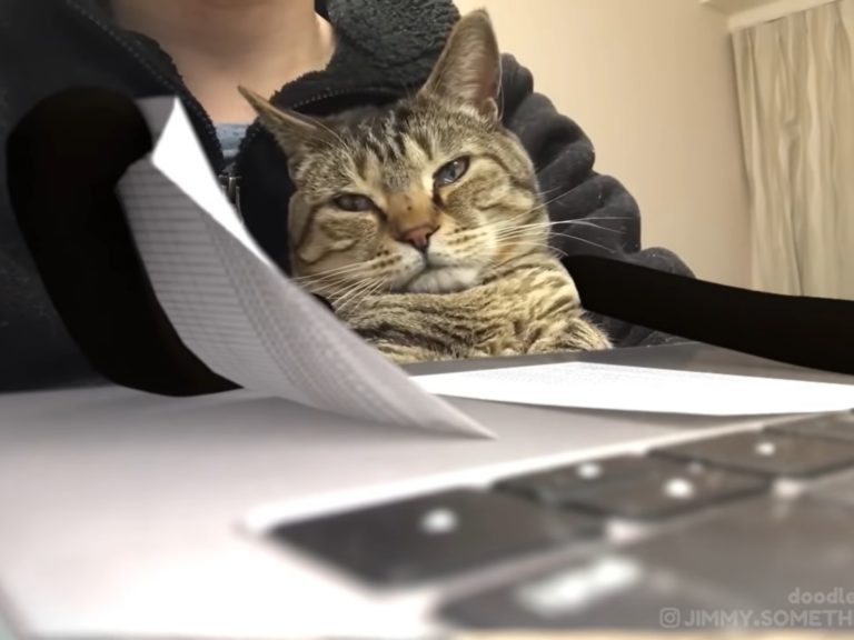 日本一名推主@CatNaviDesk日前分享了一段愛貓在電腦前慵懶耍廢的影片，悠哉十足的模樣看起來非常可愛，但沒想到竟被外國的網友一眼相中，拿來大大惡搞。（圖／Youtube@jimmy something doodles） 