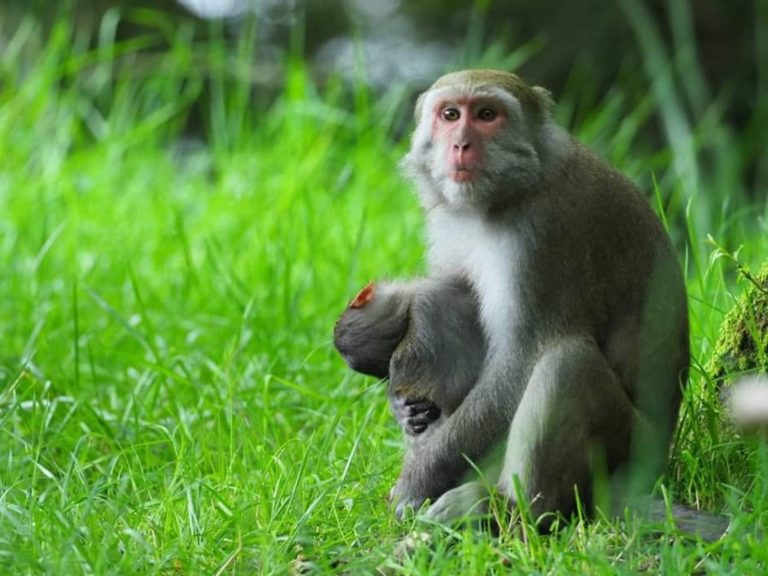 玉山國家公園小彌猴慘遭路殺　猴媽媽傷心欲絕抱屍不肯放手
