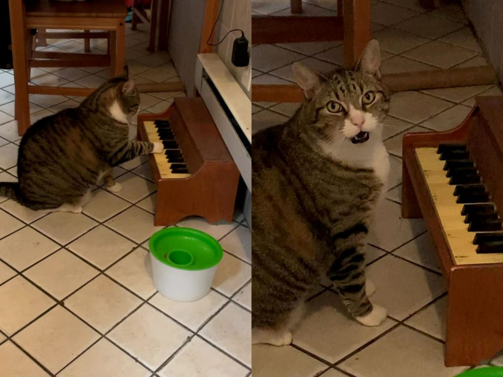住在美國費城的白底虎斑貓溫斯洛（Winslow）肚子餓時，會彈琴唱歌吸引馬麻凱特（Kate）注意。（圖／Twitter@IAmKateNyx） 