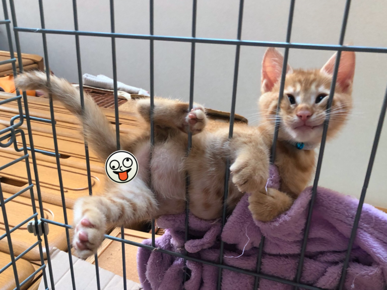 日本推主分享一張照片，這隻小橘貓卡在籠子上、臉擠成一團，網友看過之後目光全聚焦在「小鈴鐺」上。（圖／Twitter@houkouonchii）