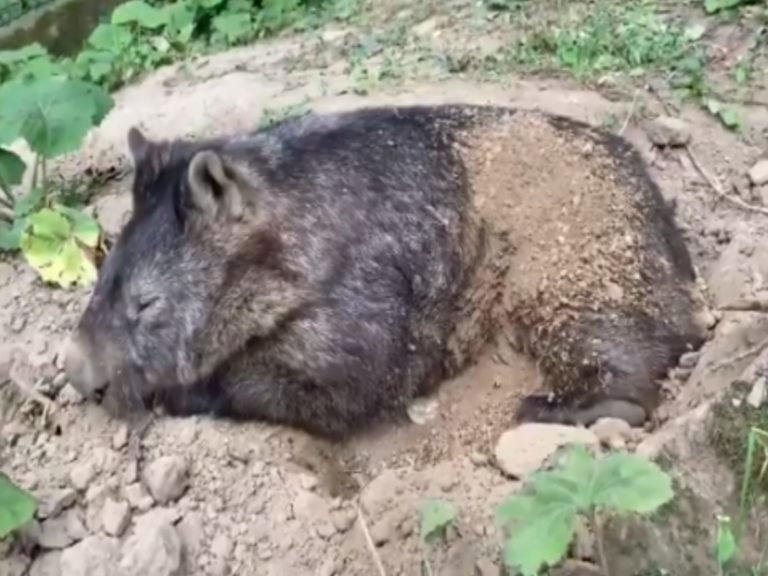 日本一隻袋熊堅持要將飼育員撥掉的泥土蓋回來當被被（圖／twitter@chausuyamazoo）