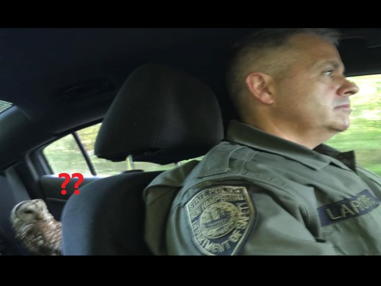 員警開車前往救援一隻受傷的貓頭鷹，並讓牠待在後座降低緊張感（圖／FB@New Hampshire State Police）