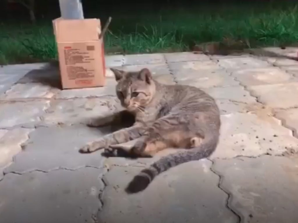 網友陳小姐出遊時遇見一隻三腳浪貓向遊客討食，她承諾如果貓咪隔天來找她就帶牠走，沒想到隔日出現大驚喜！（圖／粉專等你下課Waiting for you授權提供）