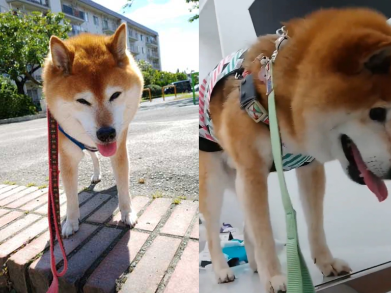 日本14歲的柴犬「Maro」，站在診療台上害怕到劇烈抖動，讓主人笑稱：「發生地震？」（圖／Twitter@maro0324shiba2）