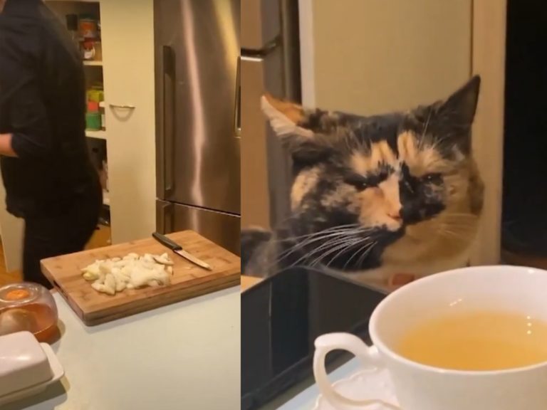 國外一名網友日前發布一個短片，只見主人剛切完洋蔥，一旁的貓咪則像是老花眼了一樣一雙眼睛全瞇成一條線，似乎是被洋蔥的嗆辣味給熏到淚眼盈眶。（圖／TikTok＠lenastanyeva） 