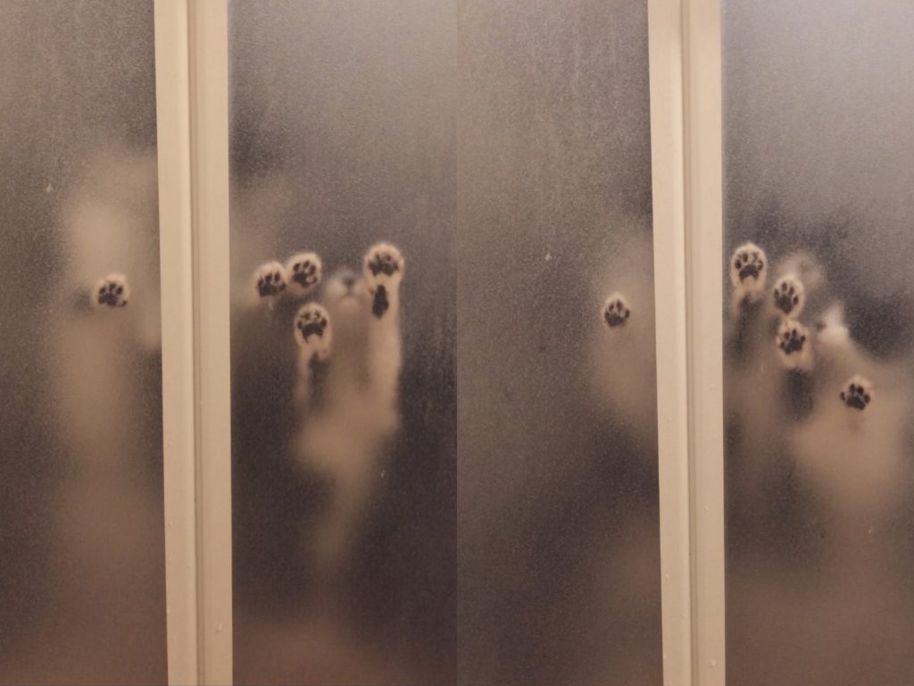 日本推主サビ丸一天才正把家中浴室的拉門關上，門上就突然浮現無數肉球毛掌，詭異的是肉球還隔著門不停拍打碰撞著，但其實這是推主家的可愛貓咪啦！（圖／Twitter@tortoiseshell_9） 