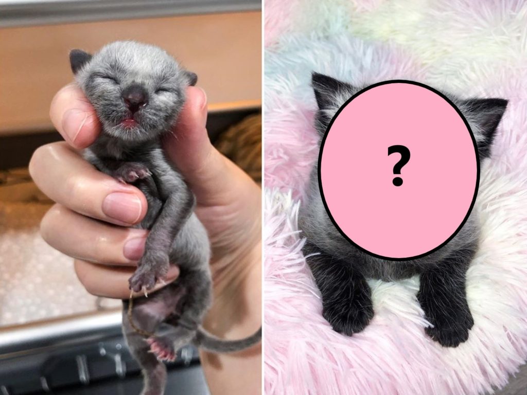 國外一名寄養媽媽日前接手一隻長相奇特的小浪貓，被網友笑說很像狸貓（圖／IG@tinybutmightykittenrescue）