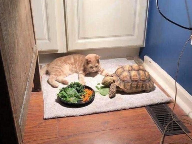 橘貓耐心陪好友「龜速吃飯」等到睡著　網笑：吃太久了啦！
