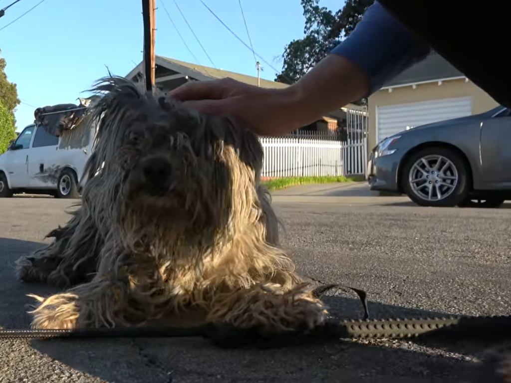 國外街頭目擊一隻全身髒兮兮、毛髮凌亂的浪狗，志工收到通報前往誘捕。（圖／翻攝自YouTube@ Hope For Paws）