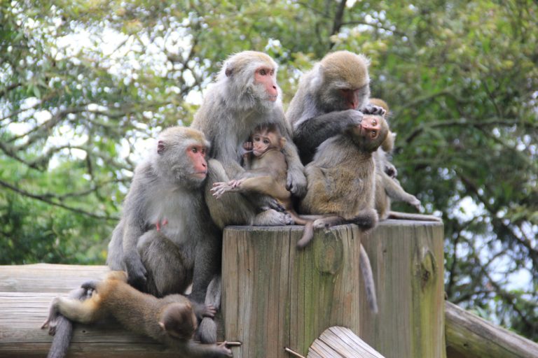 在玉山國家公園住著一大群台灣獼猴。（圖／玉山國家公園管理處授權、印莉敏拍攝）