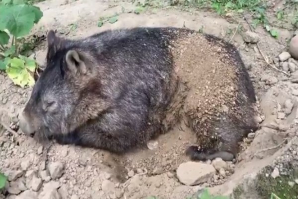 飼育員好心幫袋熊撥沙　牠竟堅持「蓋回來」：這我的被被！