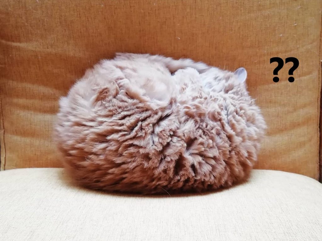 椅子上竟然出現橘色「脆皮炸雞」！（圖／IG@muffin_the_munchkin）