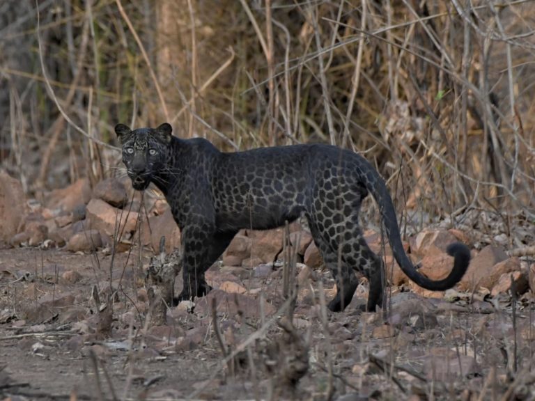 今年6月印度一名23歲的學生Abhishek Pangis到Tadoba Reserve野生動物保護區旅遊，竟幸運巧遇超罕見黑斑花豹。（圖／Caters News Agency） 