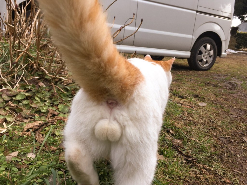 日本一名推主曬出自家的貓蛋蛋照，馬上就引起網友暴動表示：「萌到鼻血流滿臉了啦～」。（圖／Twitter@niko9_niku9）