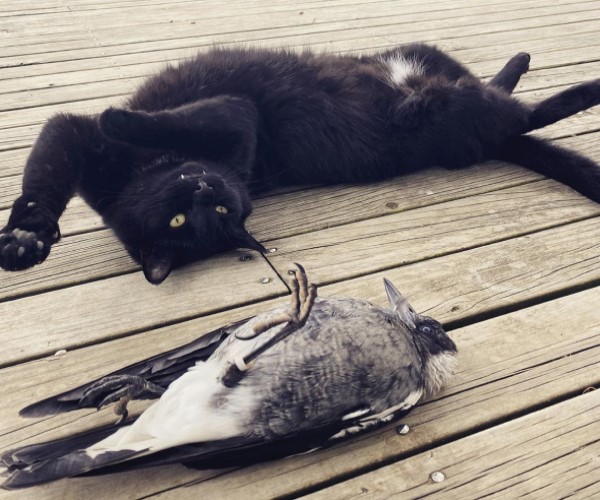 雕刻師救援鵲鳥寶寶　牠意外與黑貓變成超級好朋友！
