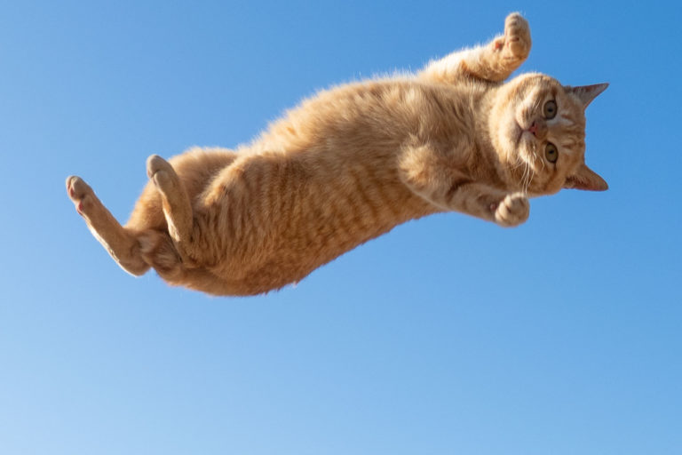 橘貓跳躍起來懸在半空中，面露超～虛～無～表情！（圖／Twitter@sakata_77）