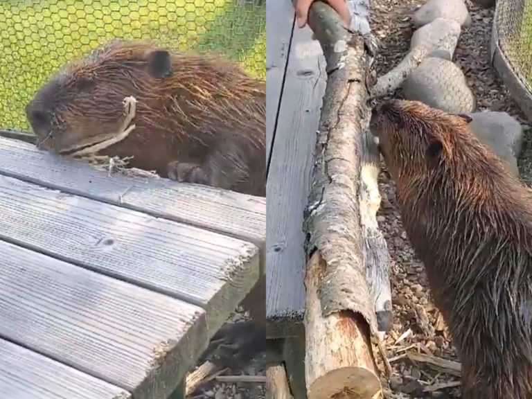 河狸為了自己的大水壩工程相中長凳狠啃，讓一旁的飼育員急忙用木條試圖收買牠。（圖／Twitter@nn930310） 