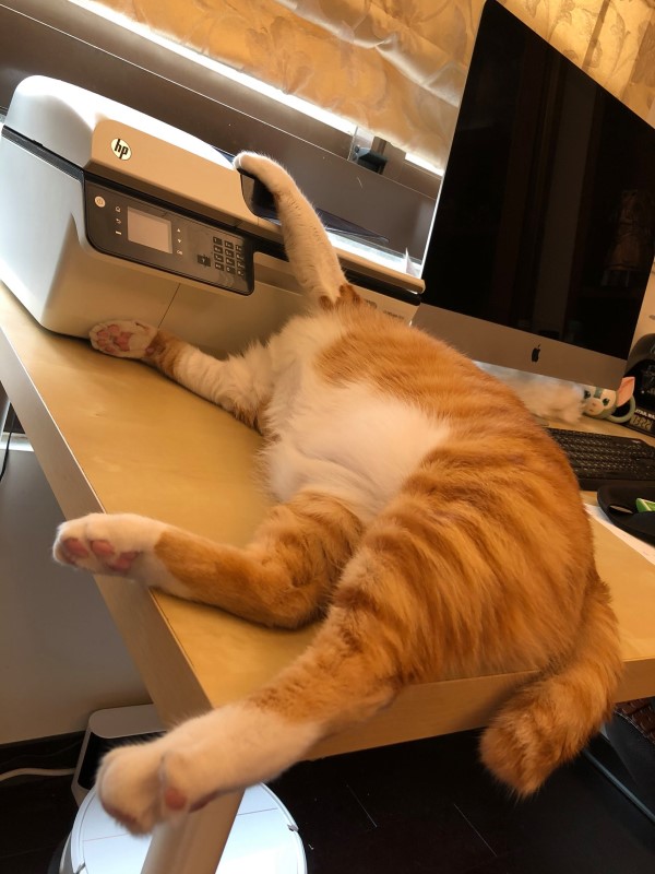 橘白貓佔領印表機他「按彩色列印」　網友笑：肚子有亮點！