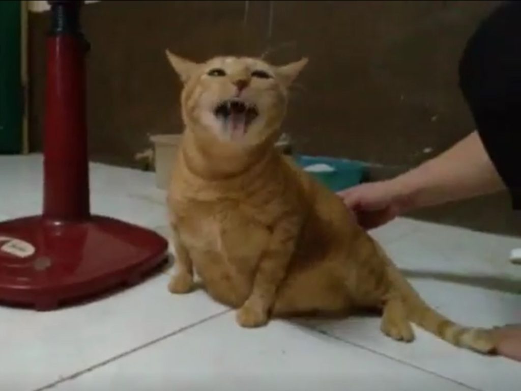 「土豆」被媽媽搔癢化身成搞威的唐老鴨（圖／網友Zi Jun Ye授權提供）