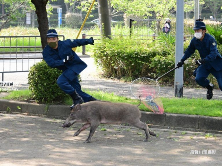今（5）日早晨在日本福岡市的大濠公園被通報有隻野豬在閒晃，警員立即前往圍捕，該事件的新聞一出，卻馬上被網友在推特瘋傳，許多人被動感十足的現場照片吸走了目光。（圖／Twitter@mainichiphoto） 